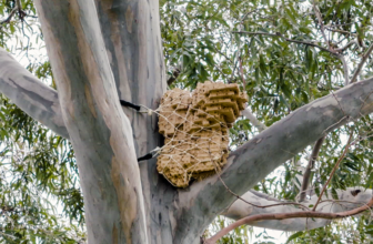 3D Printing Prosthetic Nests to Help Endangered Birds Stretch Their Wings – 3DPrint.com