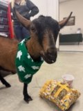 Injured Goat Zelda to Get 3D Printed Prosthetic Thanks to Student Rescue – 3DPrint.com