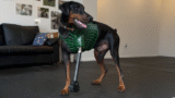 Lending a Paw: Elegoo & 3DPets Make 3D Printed Prosthetic Leg for Rey the Doberman Pinscher – 3DPrint.com